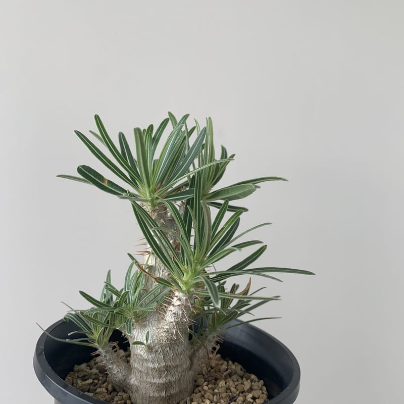 良形多分岐 パキポディウムグラキリス 【公式通販】