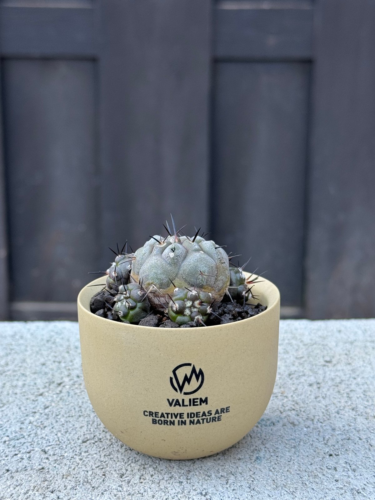 新着】Copiapoa cinerea × VALIEM GHOST【俺の黒王丸】コピアポア