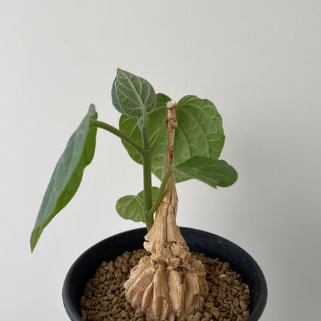 マテレアシクロフィラ | STORES