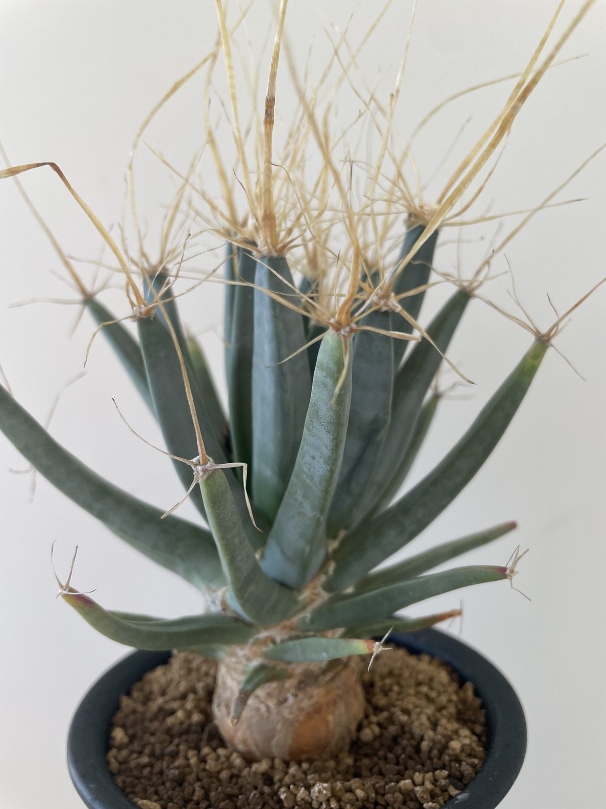 新着】Leuchtenbergia principis-晃山- 1【店主お気に入りのサボテン...