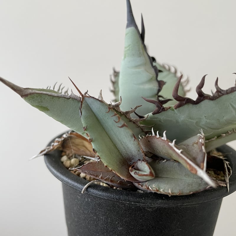 多肉植物 アガベ チタノタ ブルーボールBB錦 小株 たわい 発根済 美株