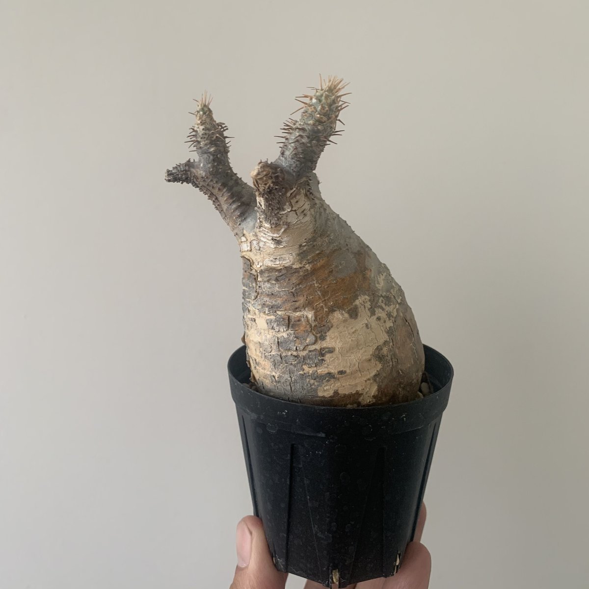 パキポディウムグラキリス手乗りサイズ良型チビグラ安心発根済み。