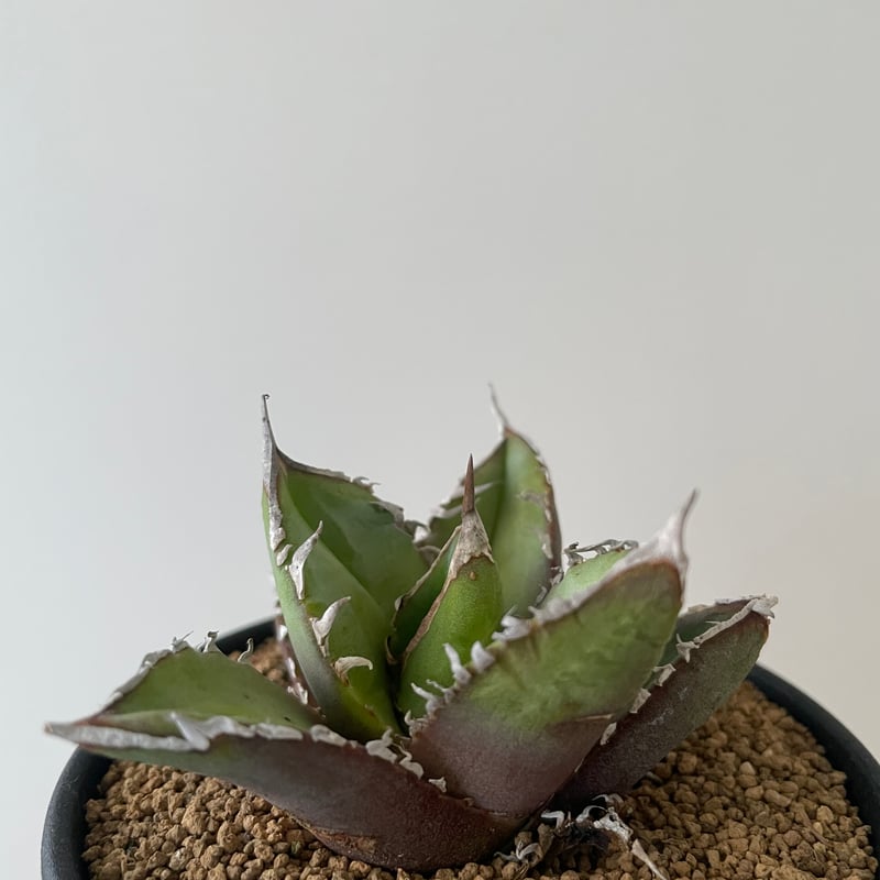 アガベ　チタノタ　実生選抜 実生チタノタは親と同じにならない？形がバラバラな理由と選抜の