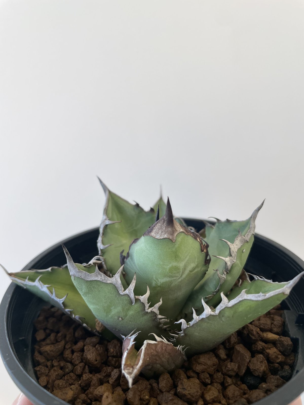 Agave titanota blackfire 黒火焔【台湾からの選抜品種】アガベ ...