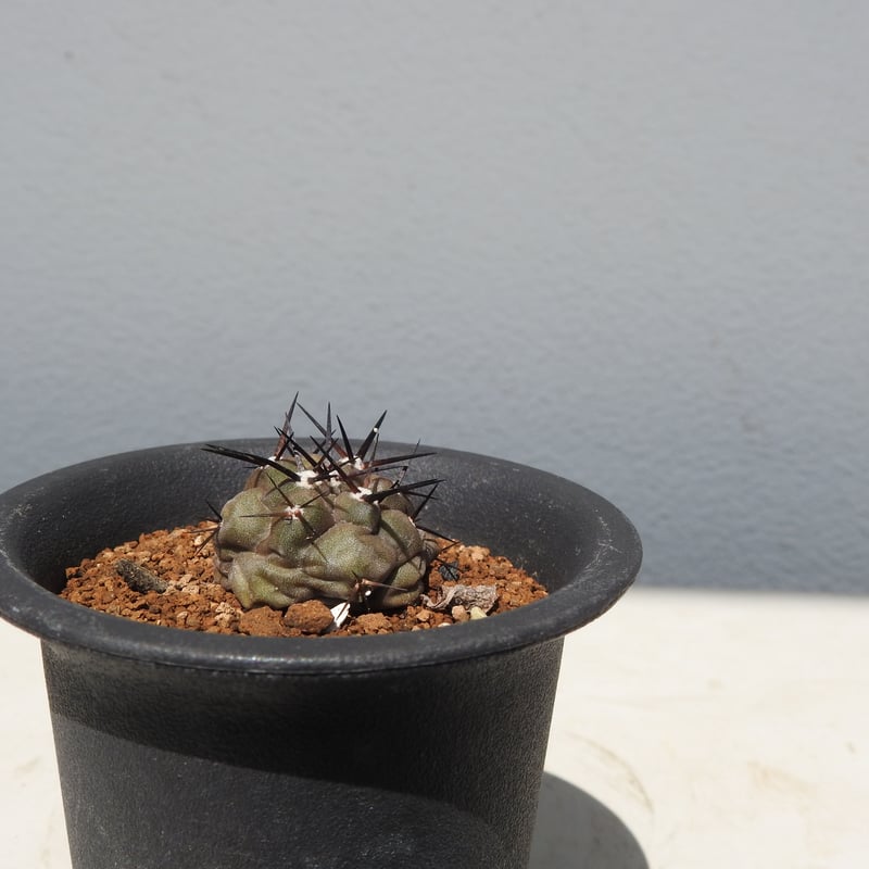新着】Copiapoa cinerea【黒王丸・選抜実生】コピアポア・シネレア 