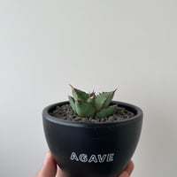 極上逸品】Agave horrida special 1 カリフォルニア スーパークローン...