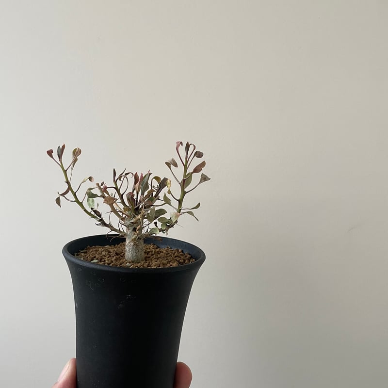 発根済 フォークイエリア コルムナリス 観峰玉 コレクション株