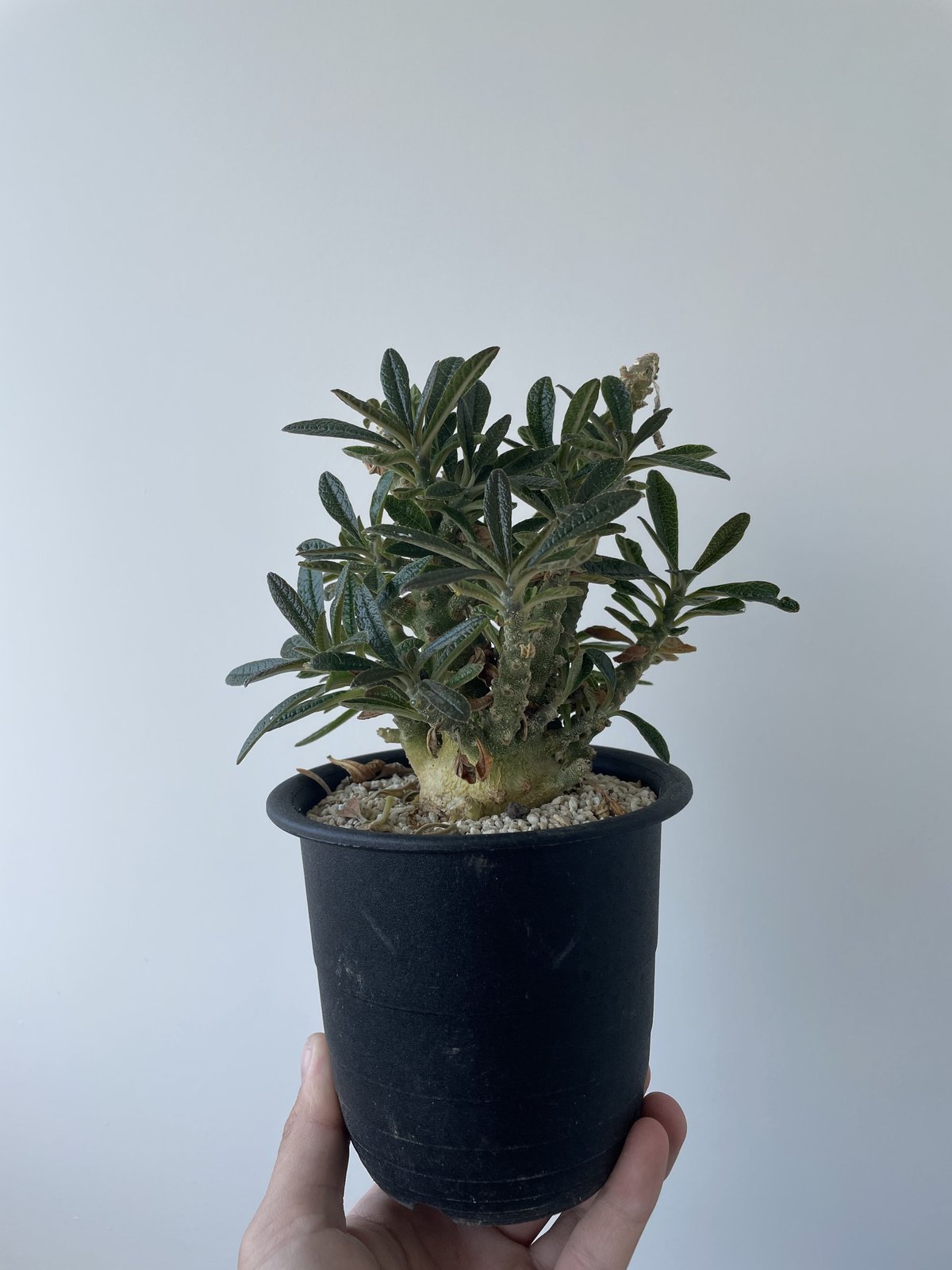 ドルステニア ギガス 20粒