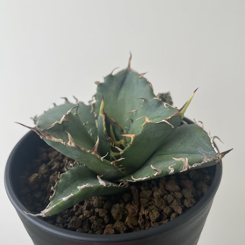 新着】Agave titanota 白鯨 2 【N PLANTS産の極上苗】アガベチタノタ  