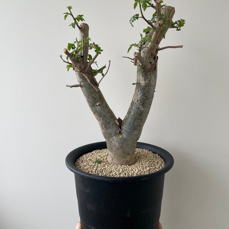 新着・極上逸品】Bursera fagaroides 【最高に極太の潅木】ブルセラ