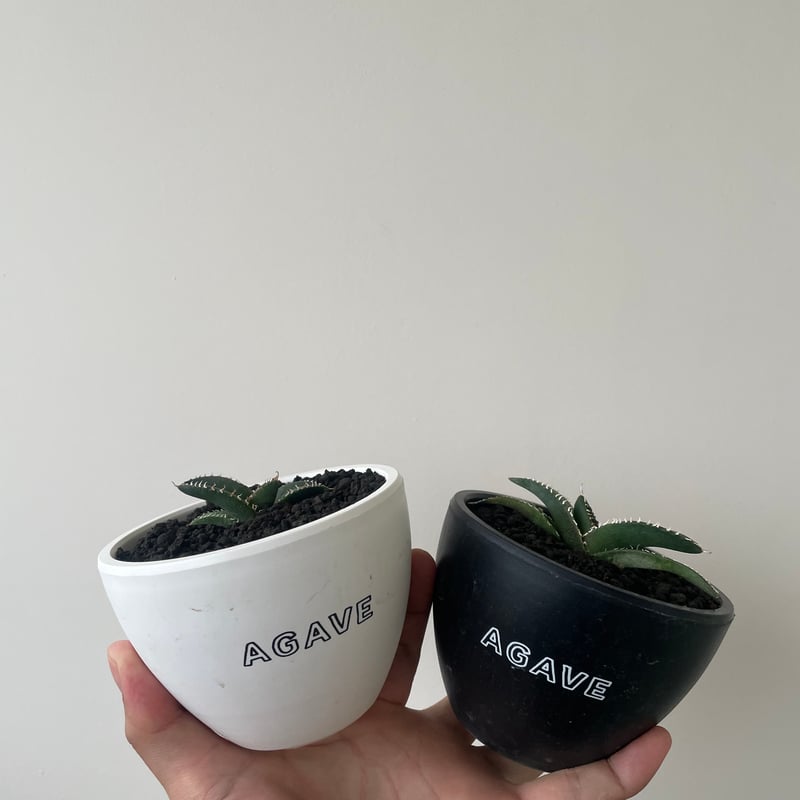 新着】Agave OTEROI SICILIANA【最高の国内TC苗】アガベ