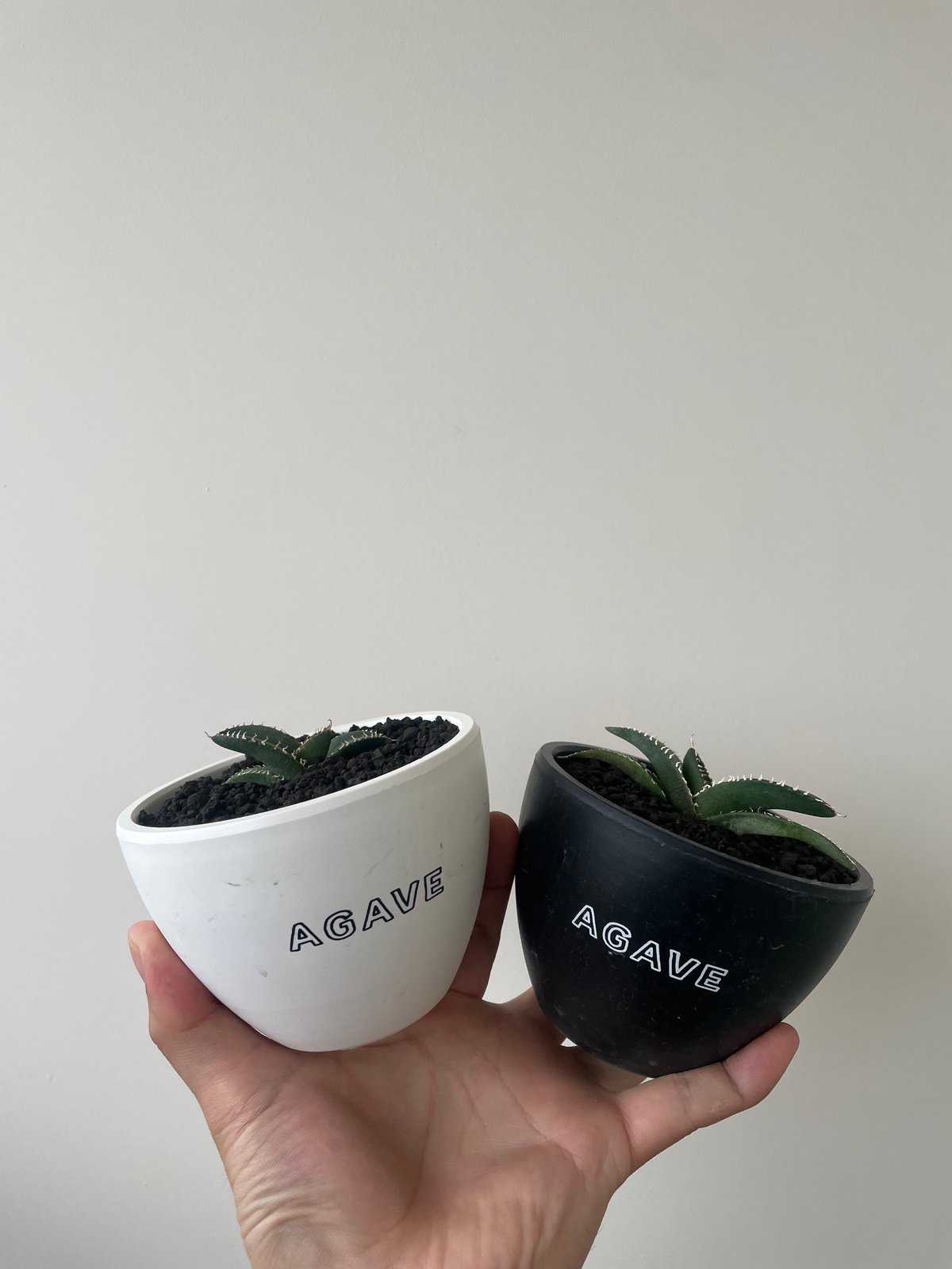 新着】Agave OTEROI SICILIANA【最高の国内TC苗】アガベ オテロイ シチ