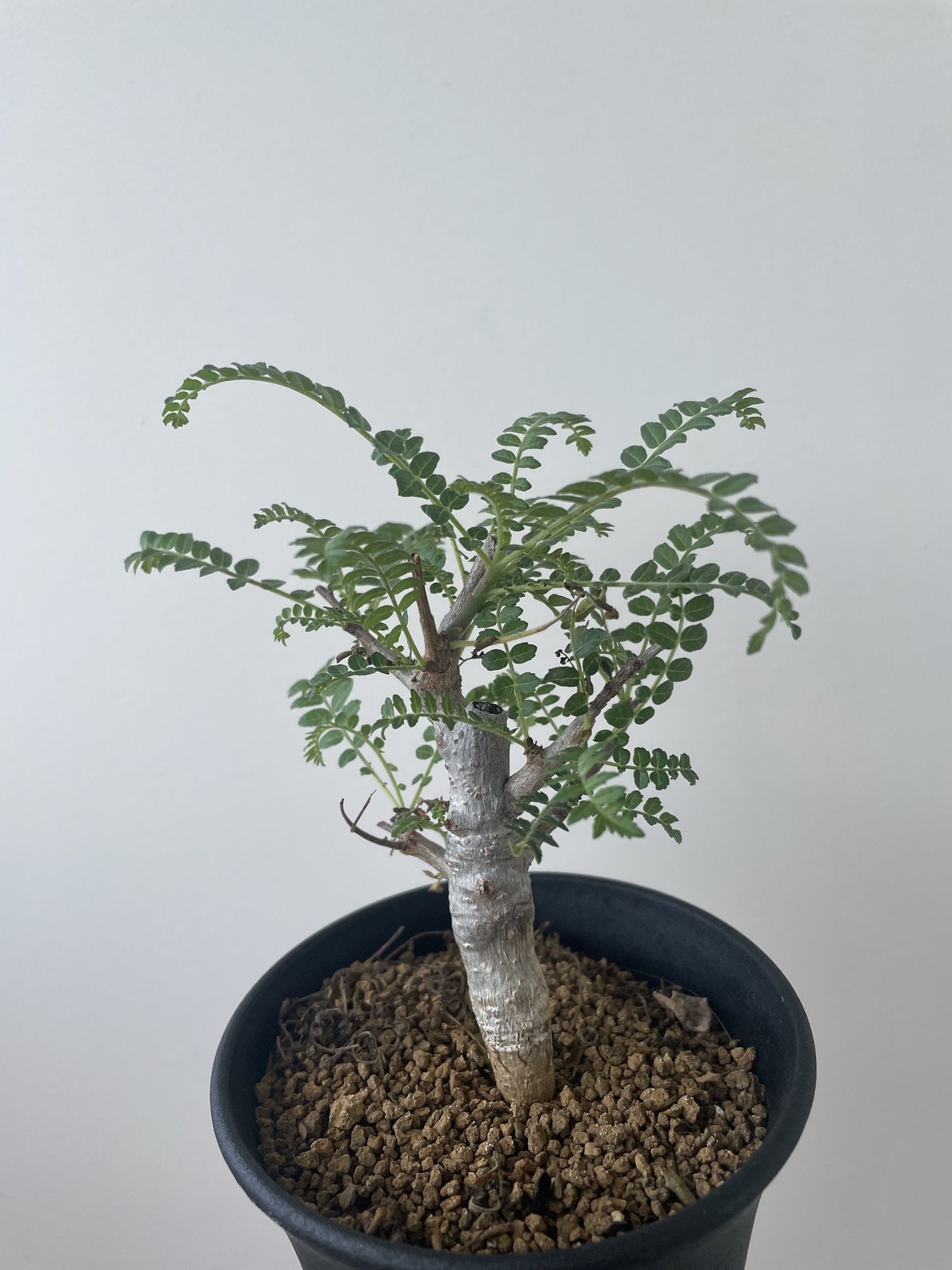 新着】Boswellia neglecta【良型・国内実生】 ボスウェリア・ネグレクタ |...