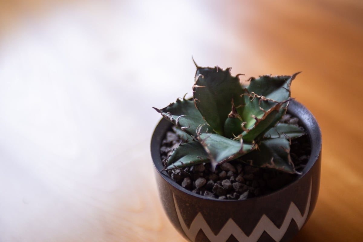 新着】Agave titanota 4 × VALIEM ACT3 青坊主別注Gray co
