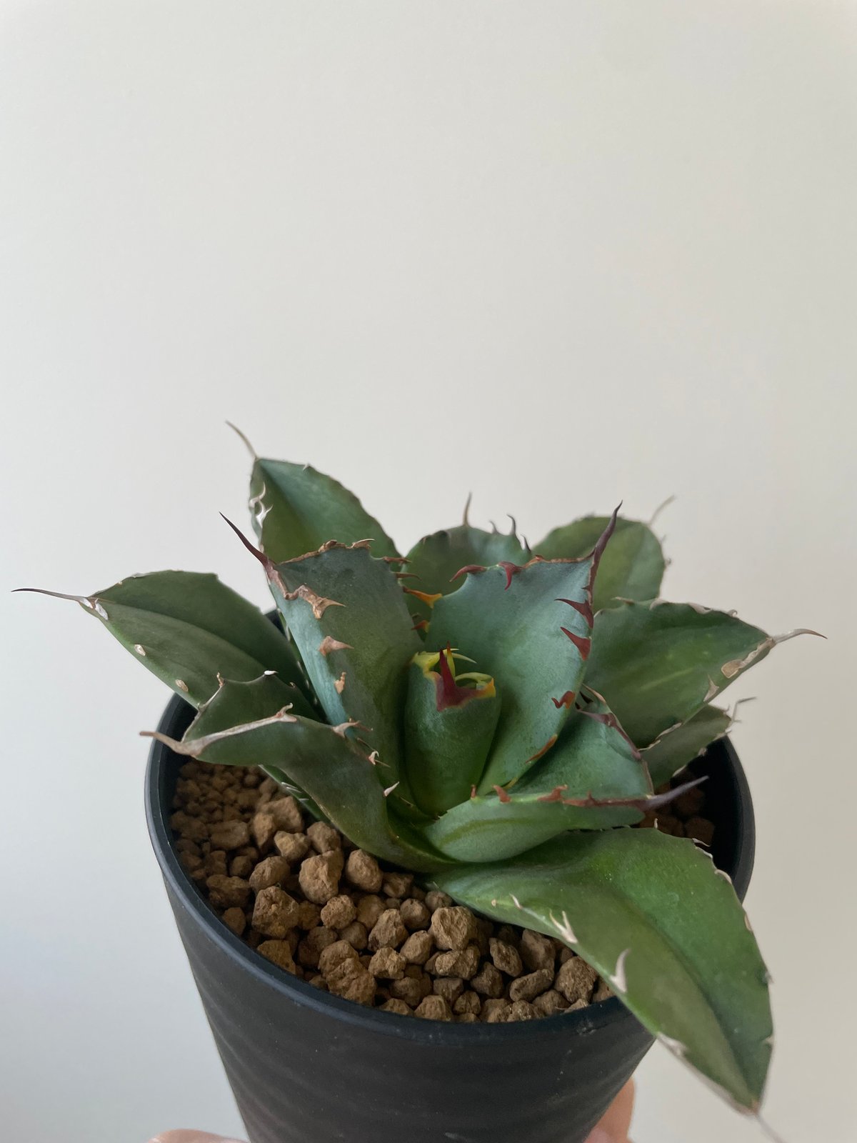 新着】Agave titanota fo076 CANCER【新潟産アガベ の最高峰】N P 新着】Agave titanota fo076 CANCER【新潟産アガベ の最高峰】N P