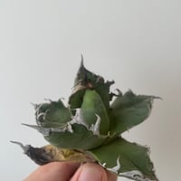 新着】Agave titanota【最高の国内TC苗】アガベ チタノタ 白鯨