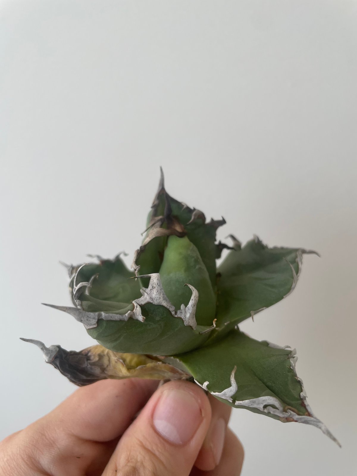 アガベ　チタノタ　ハデス　トニー産現物 新着】Agave titanota Hades 1【台湾・TONYトニー】アガべ チタノタ