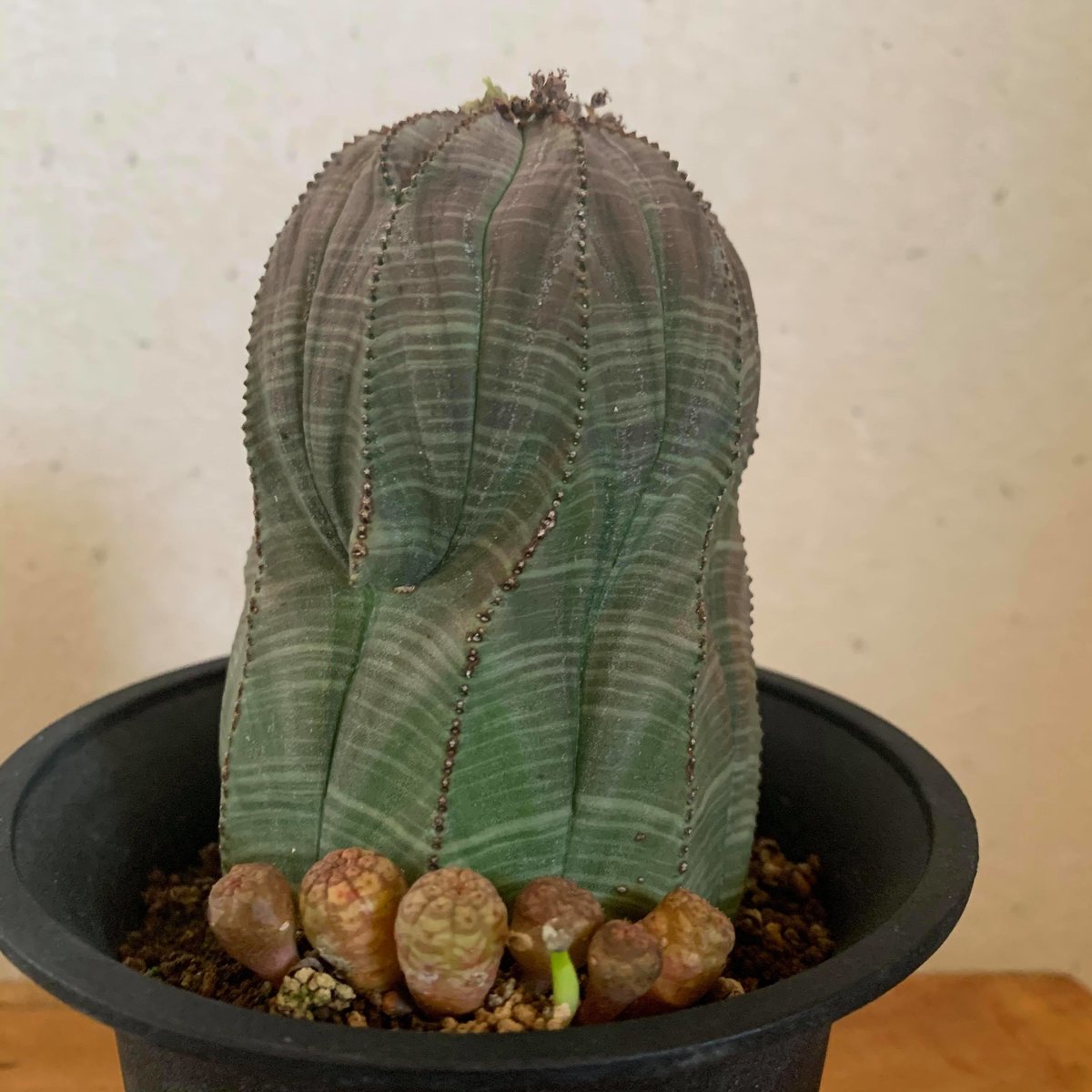 ☆大株☆ ユーフォルビアオベサobesa 輸入株8cmホリダ