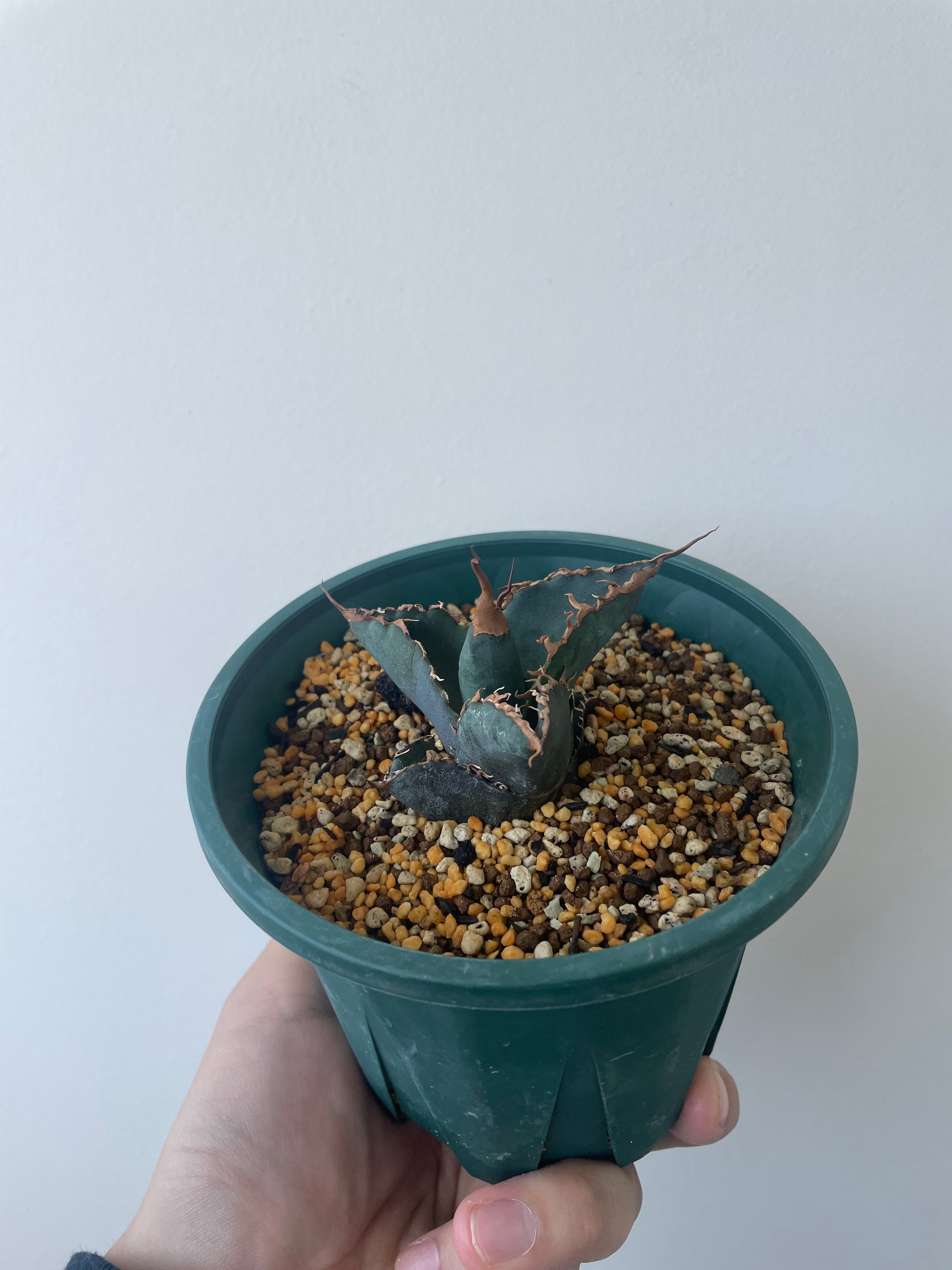 新着】agave 