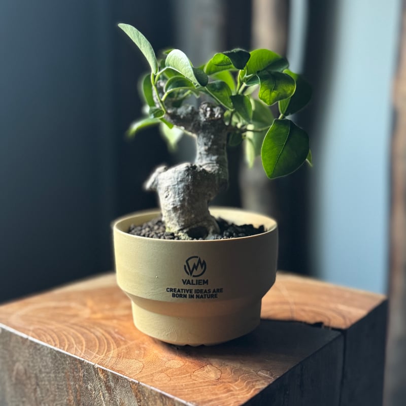 ムシカリ 盆栽 新着】Ficus microcarpa × VALIEM GHOST【ガジュマル 琉球盆栽】
