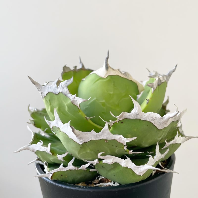 アガベ チタノタ 浪人　agave 大株　鉢のまま発送　最終値下げ価格 アガベ チタノタ 浪人