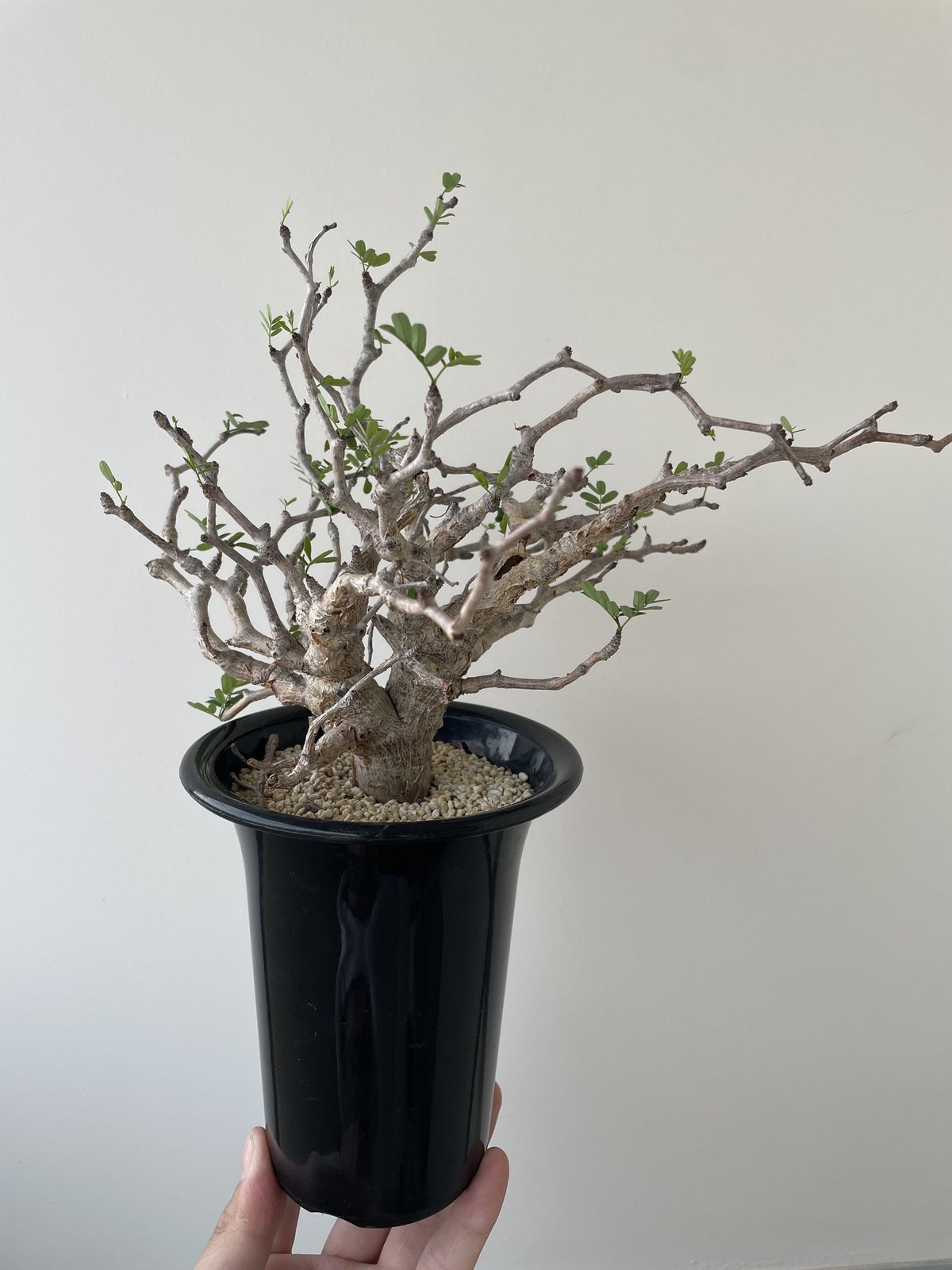 センナ・メリディオナリス 現地株 Senna meridionalis【コンパクトな