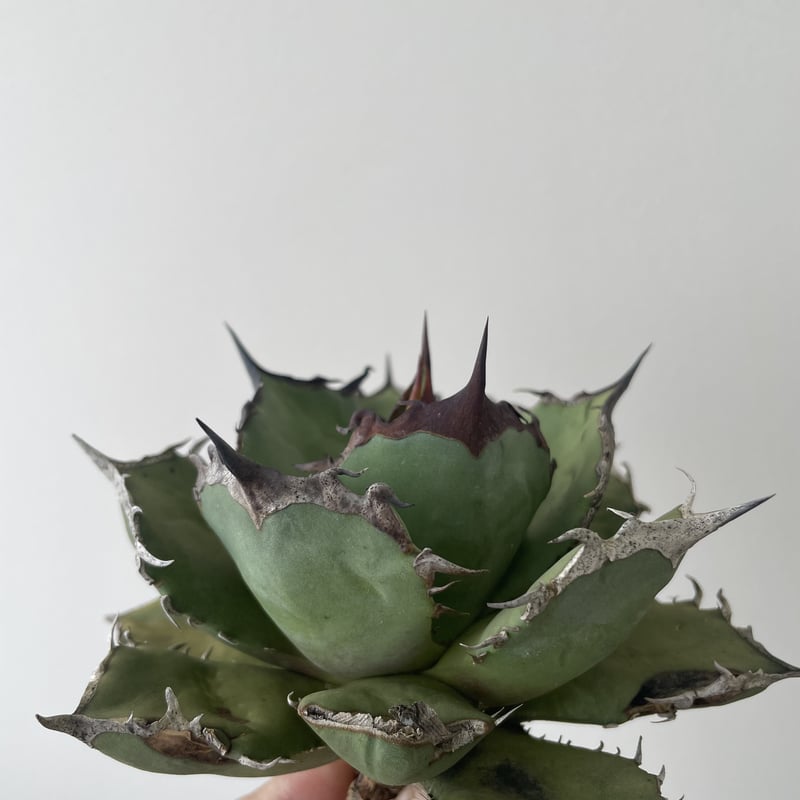 新着】Agave titanota 烈焔 4【台湾産のカッコ良い最高株】アガベ