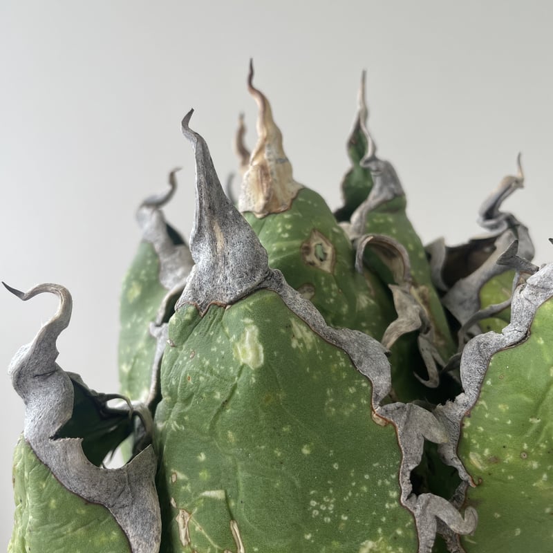 オアハカオテロイoaxaca oteroi 大株 超鋸歯