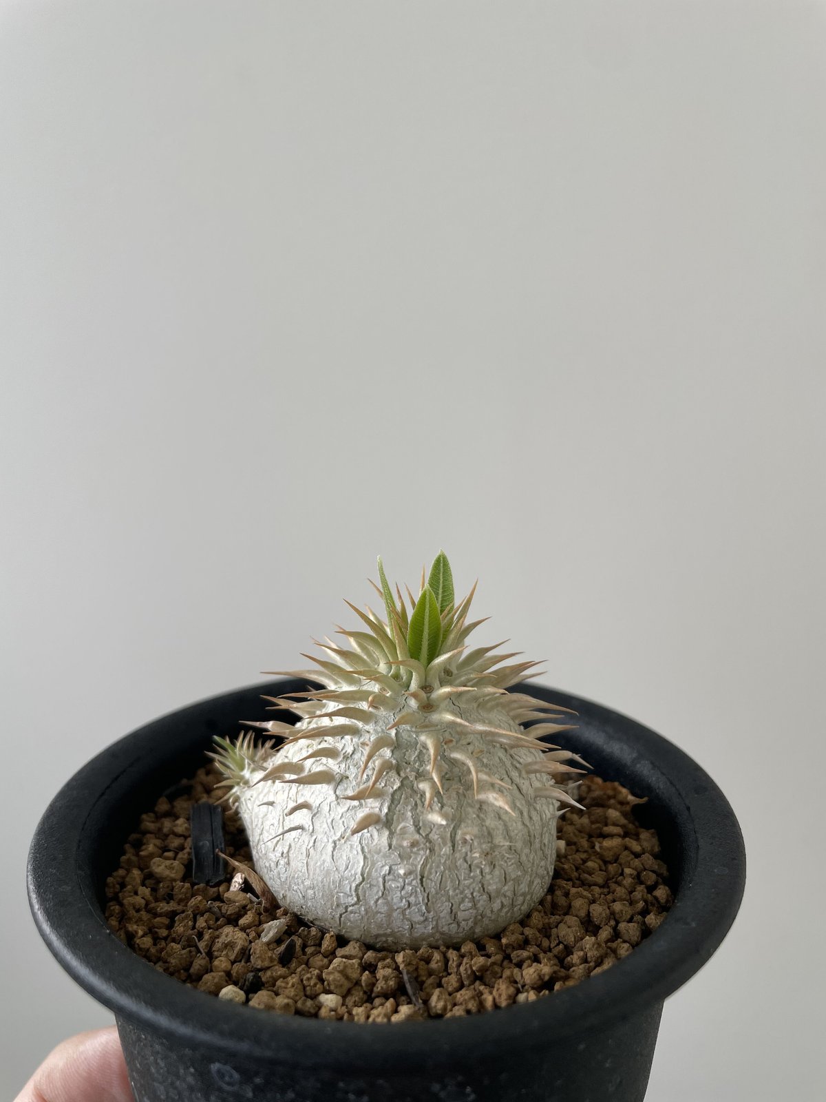 レア種 現地株 Pachypodium enigmaticum.