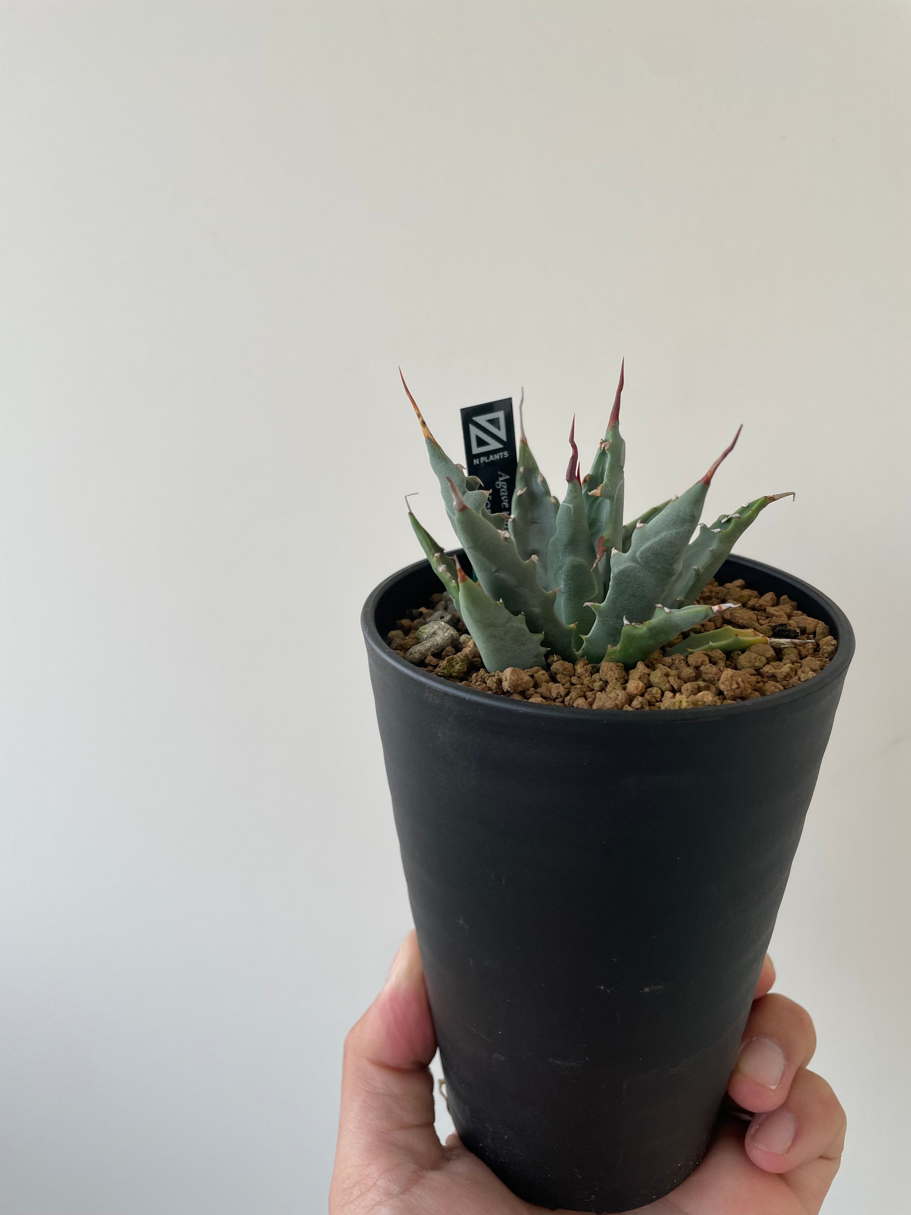 新着】Agave Utahensis utahensis 【N PLANTS産の極上苗】 ア