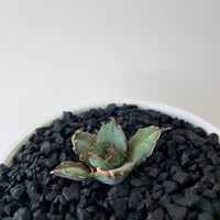 新着】Agave titanota 雷雪【N PLANTS産の極上苗】アガベ