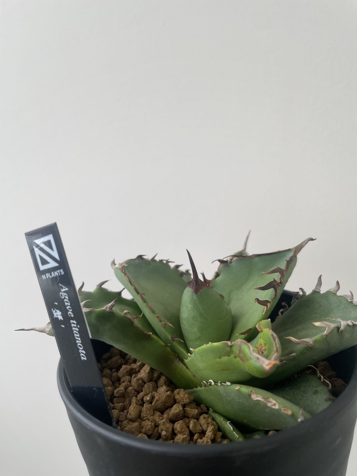 AGAVE TITANOTA 蟹 アガベ チタノタ 螃蟹 / Agave titanota 'Crab' #1 | Ducks
