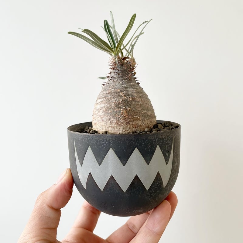 VALIEM × aobouzu 植木鉢 VALIEM×aobouzu植木鉢 VALIEM × aobouzu