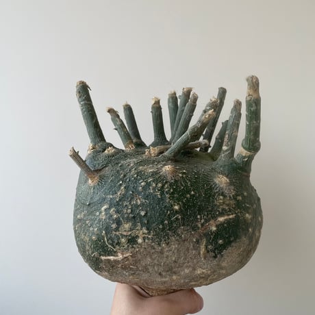 スピノーサ | STORES