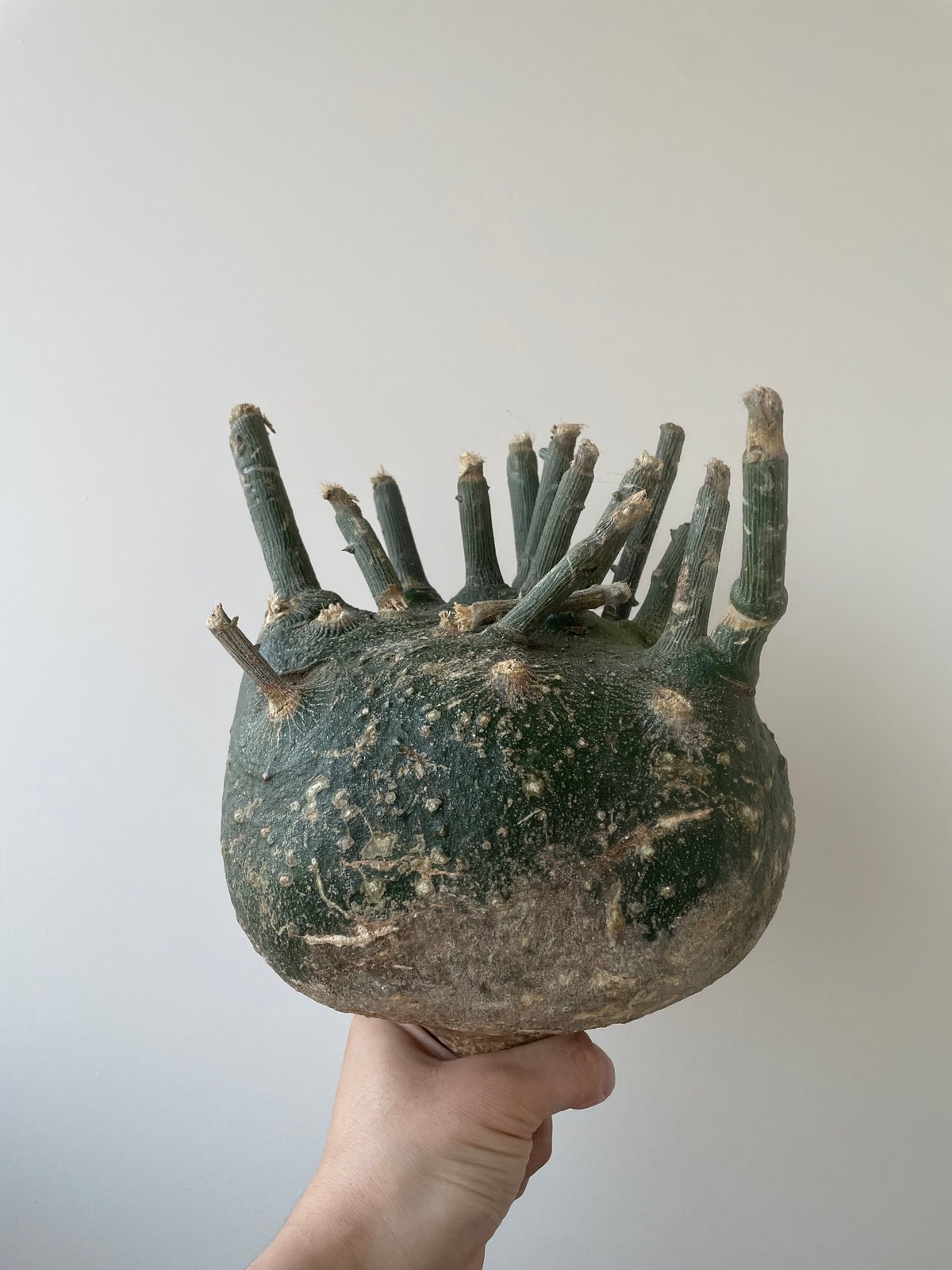 18 アデニア プセウド グロボーサ 検 スピノーサ 塊根 【公式通販】