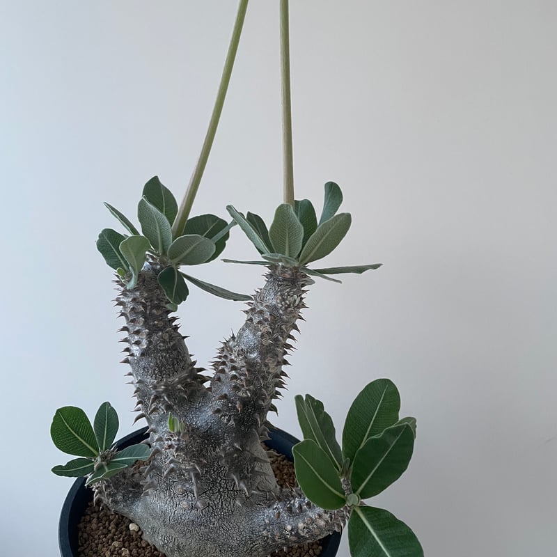 極上品】Pachypodium Tackyi【一流ナーセリーの親株クラス