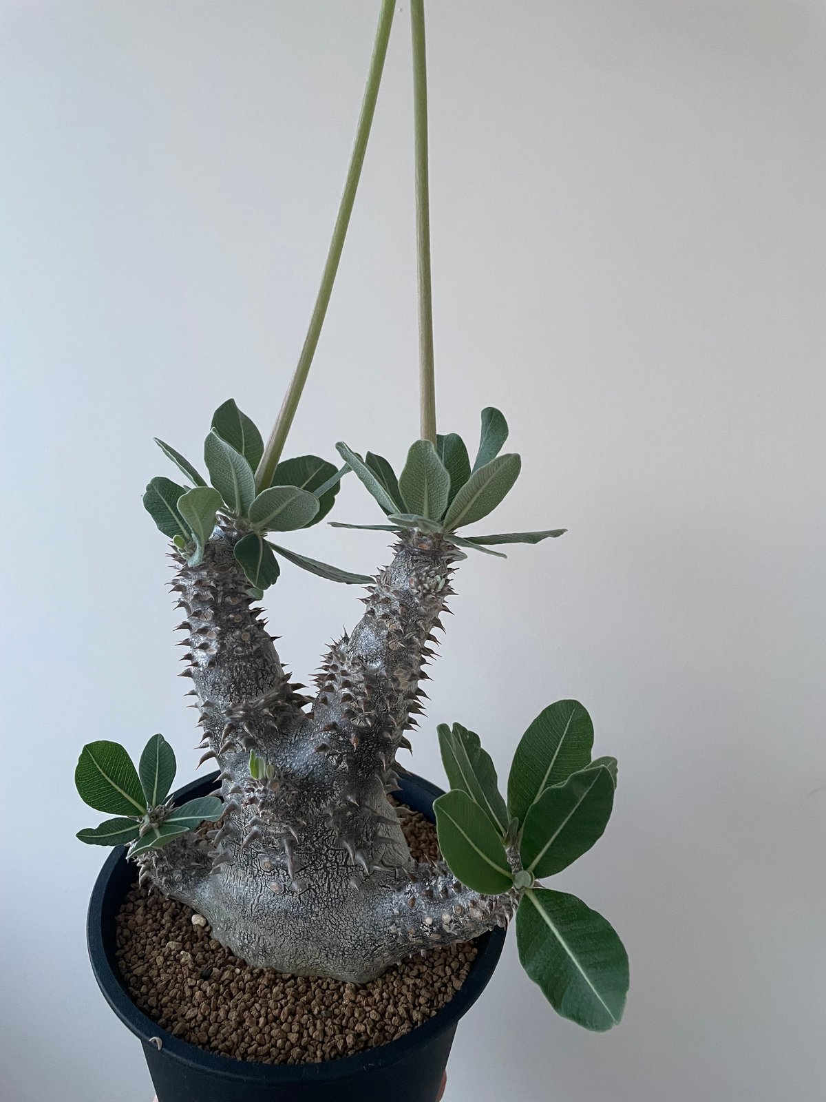 パキポディウム　タッキー　Pachypodium Tackyi 極上品】Pachypodium Tackyi【一流ナーセリーの親株クラス