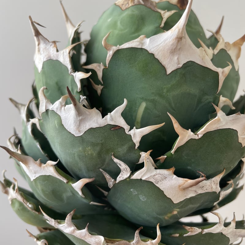 新着・極上逸品】Agave titanota No name【イタリアからの選抜・ボール