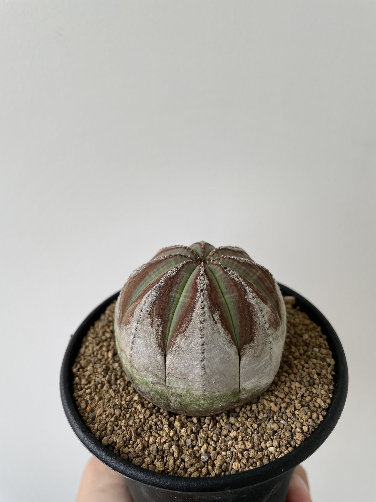 オールドオベサ群生オベサユーフォルビア仔吹木化陶器鉢のまま オールドオベサ群生オベサユーフォルビア仔吹木化陶器鉢のまま