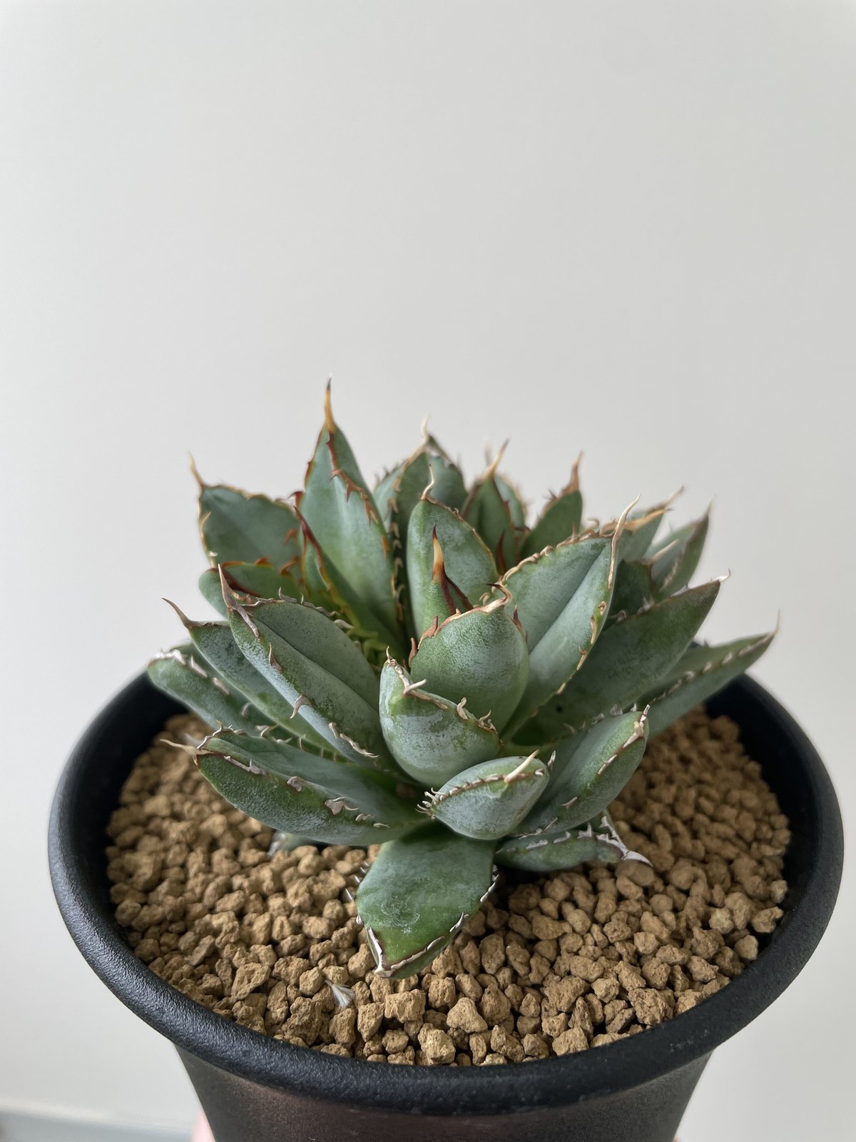 新着】Agave titanota Filigree 3【小さめながらもカッコ良し】アガベ