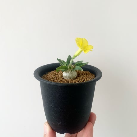 【新着】Pachypodium brevicaule 【黄色花の可愛い逸品】パキポディウムブレビカウレ