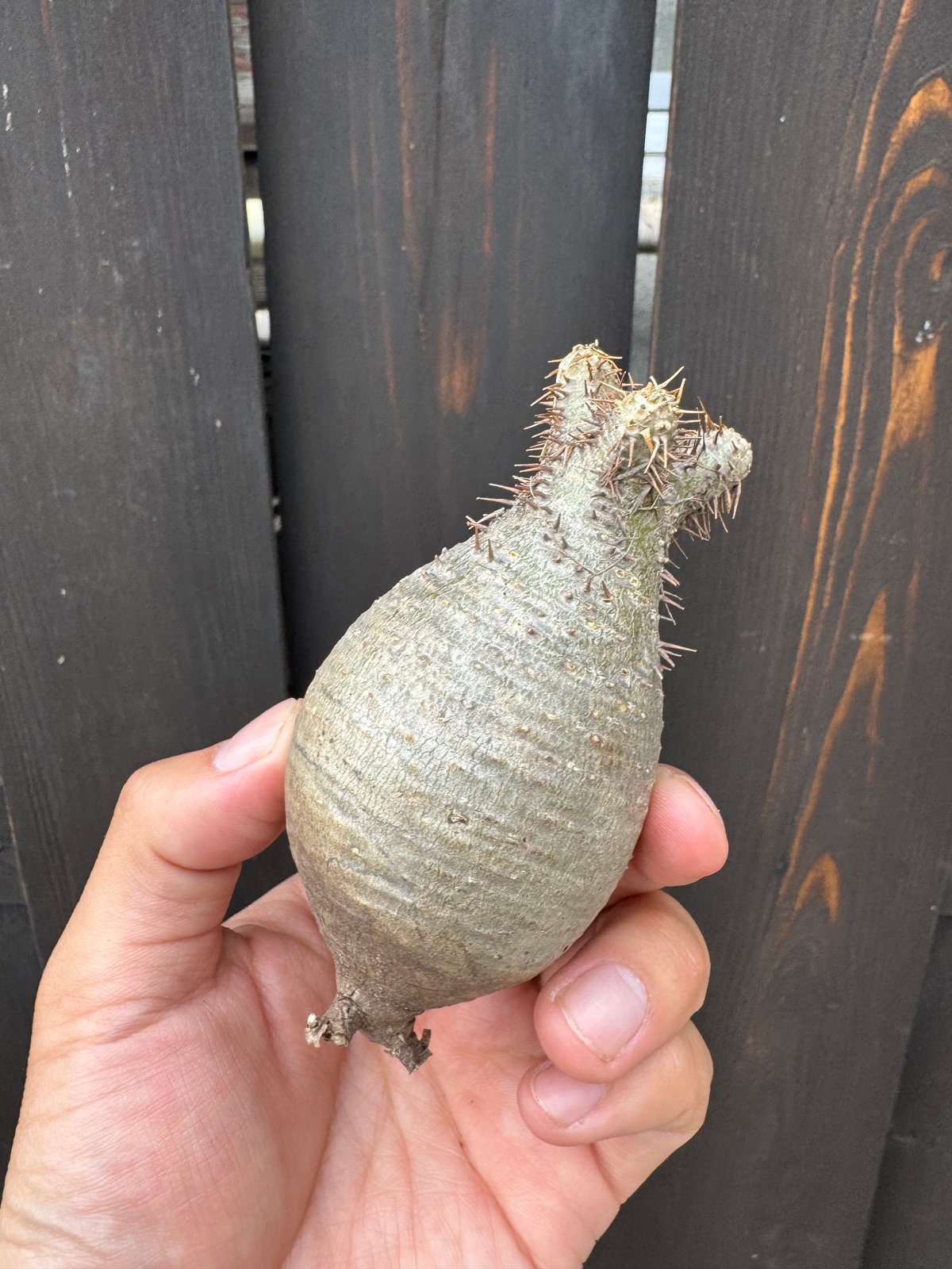 5/10まで出品】Pachypodium rosulatum var. gracilius【