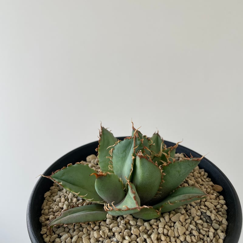 新着】Agave titanota filigree【特選のダブルヘッド】アガベ チタノタ