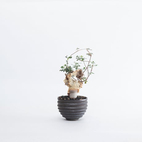 閑野淳　陶器鉢　植木鉢　deracine factory 2個セット 閑野淳 陶器鉢 植木鉢 deracine factory 2個セット - メルカリ