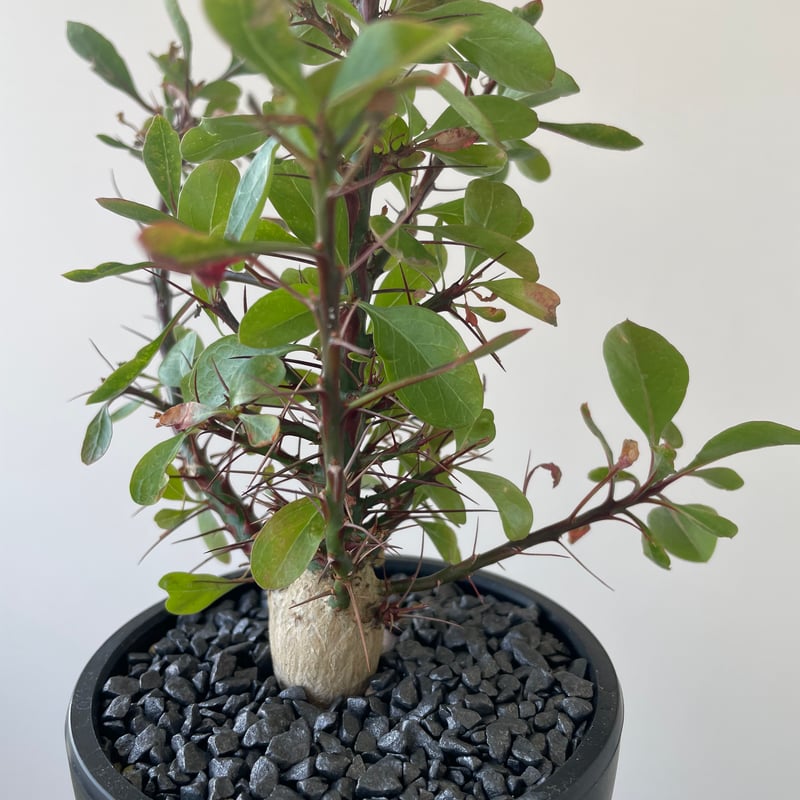 極上品】Fouquieria fasciculata【激レア塊根・ぷっくり選抜実生 極上品】Fouquieria fasciculata【激レア塊根・ぷっくり選抜実生