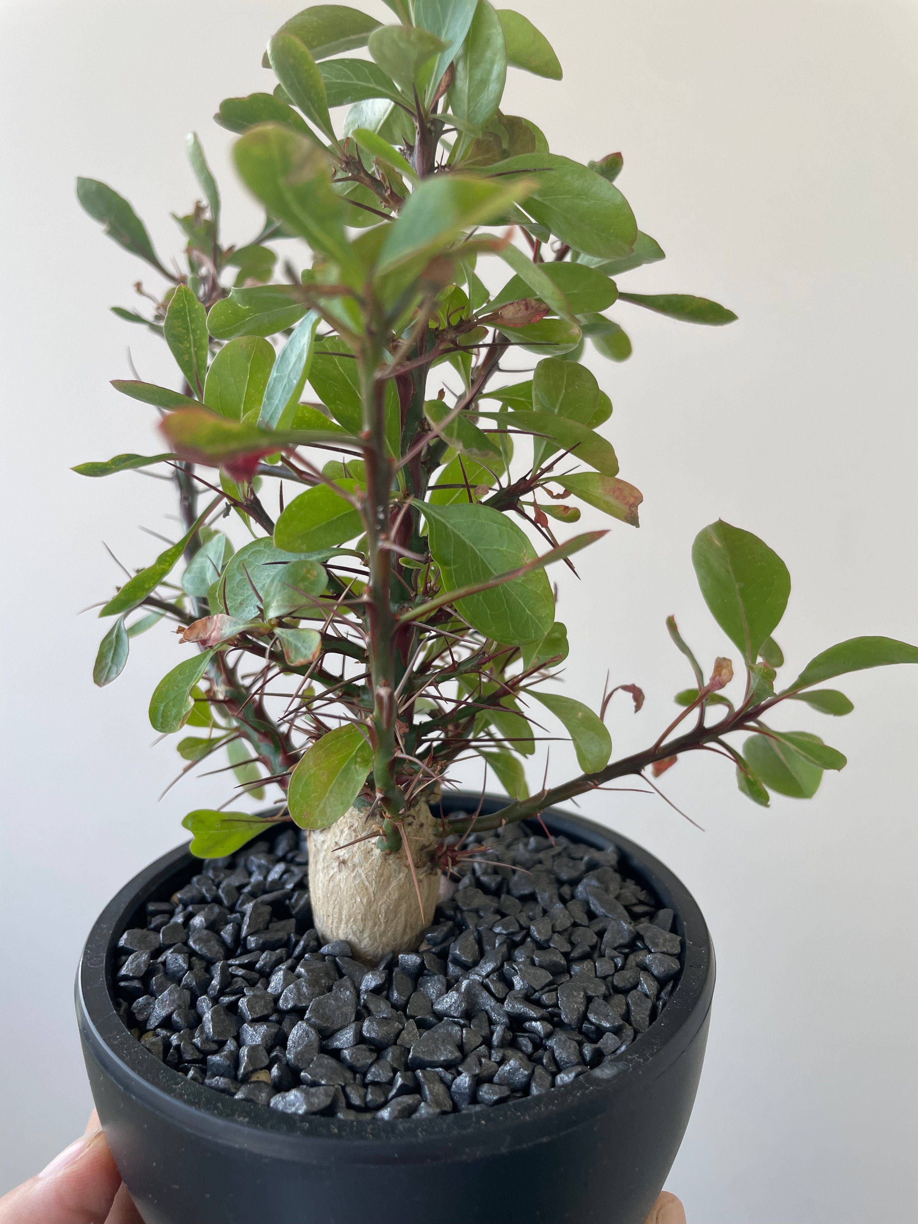 極上品】Fouquieria fasciculata【激レア塊根・ぷっくり選抜実生株