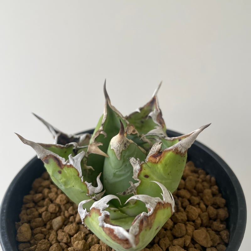 新着】Agave titanota WTC 2020-4 【新潟産アガベ の最高峰】N PL