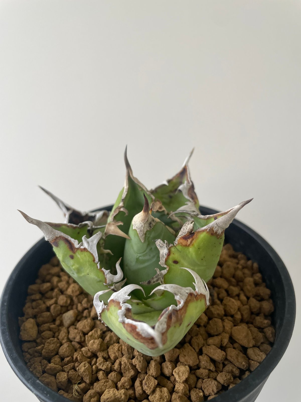 アガベ　チタノタ　WTC 2020-1　子株 アガベ チタノタ WTC 2020-1 子株 Agave titanota [WTC 2020-1] これは