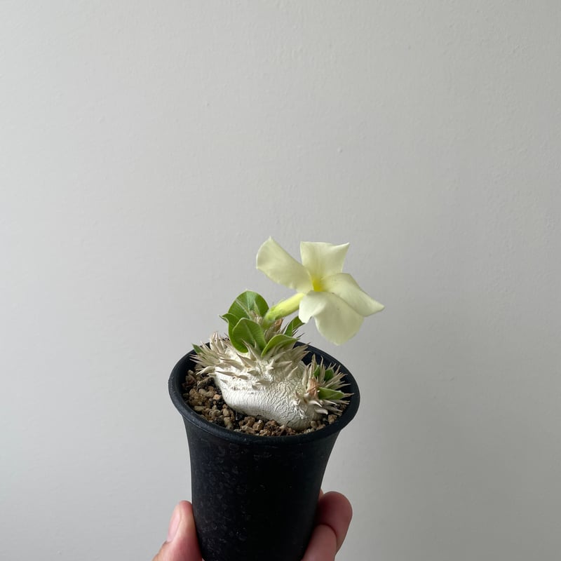 Pachypodium brevicaule パキポディウム・ブレビカウレ パキポディウム・ブレビカウレ 白花 実生 Pachypodium brevicaule | H