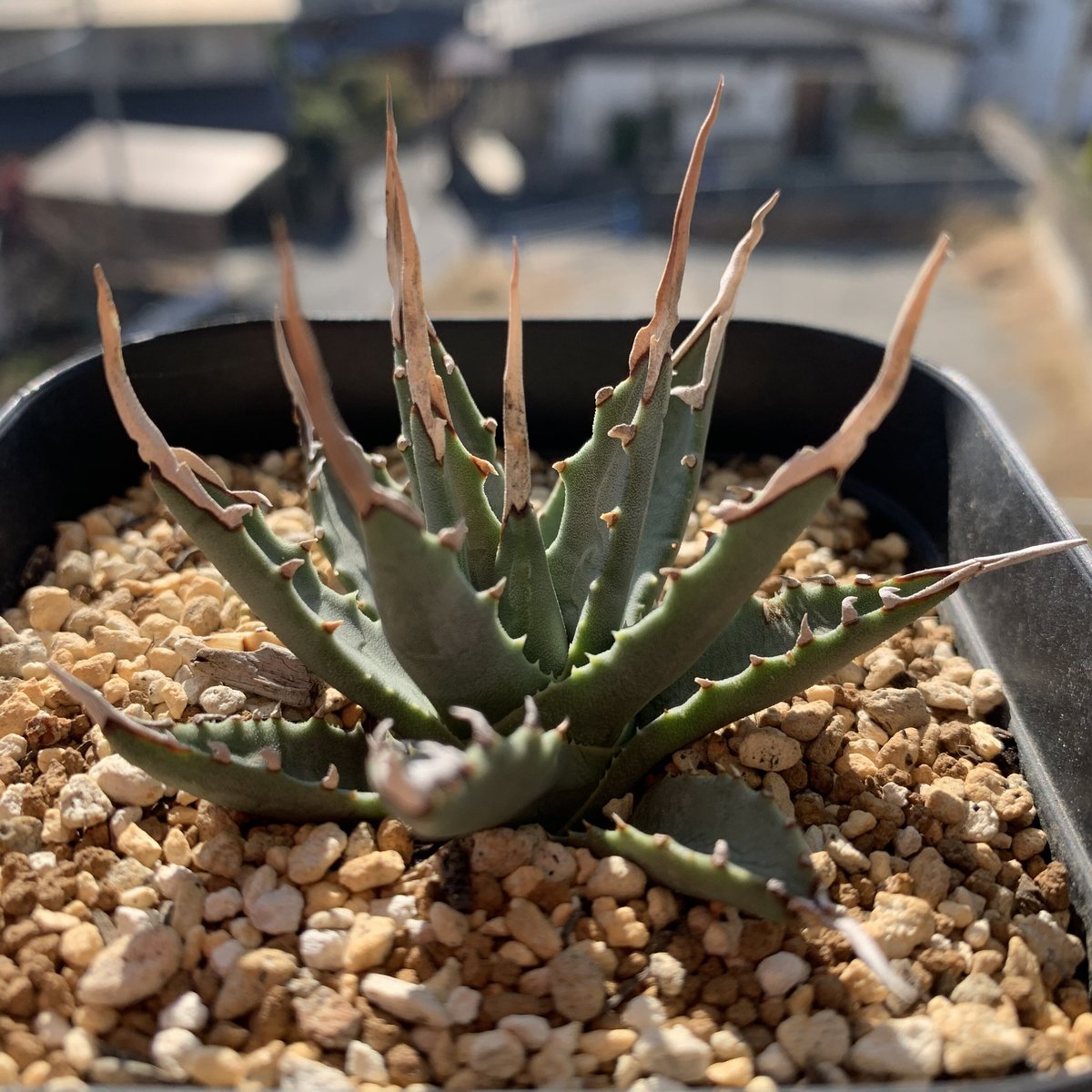 新着・選抜株】Agave Utahensis -アガベ ユタエンシス エボリスピナ７ ...